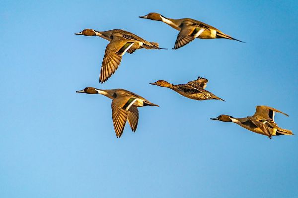 Jaynes Gallery 아티스트의 USA-New Mexico-Bosque del Apache National Wildlife Refuge-Pintail duck males and female in flight작품입니다.